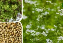 Cultivation of Coriander Seeds