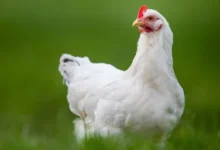 Poultry Farm Subsidy 2024