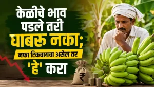 Banana Farming