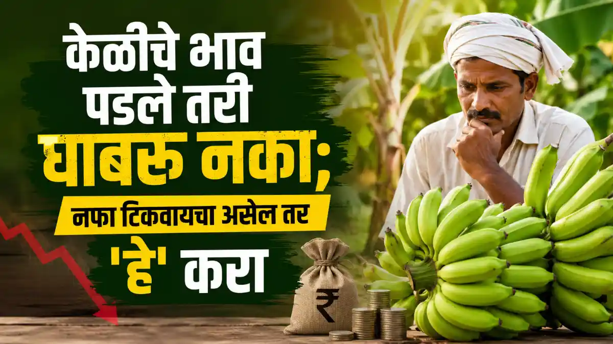 Banana Farming