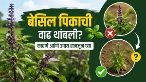 Basil Crop Farming