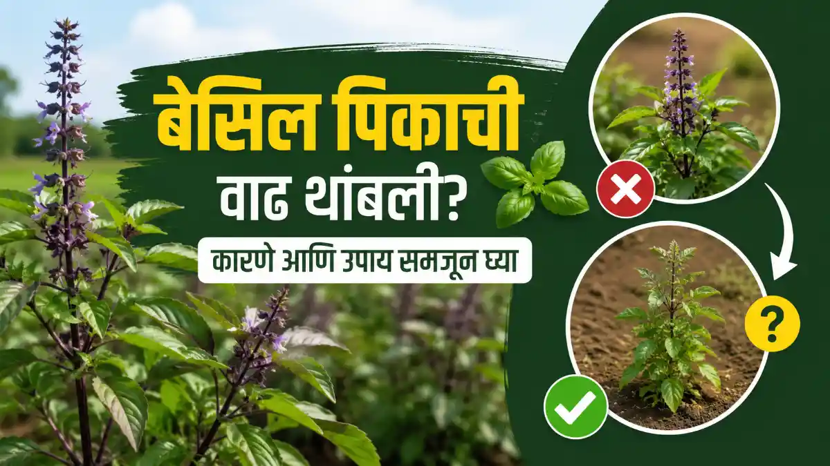 Basil Crop Farming