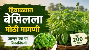 Basil Farming