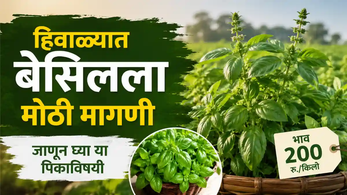 Basil Farming