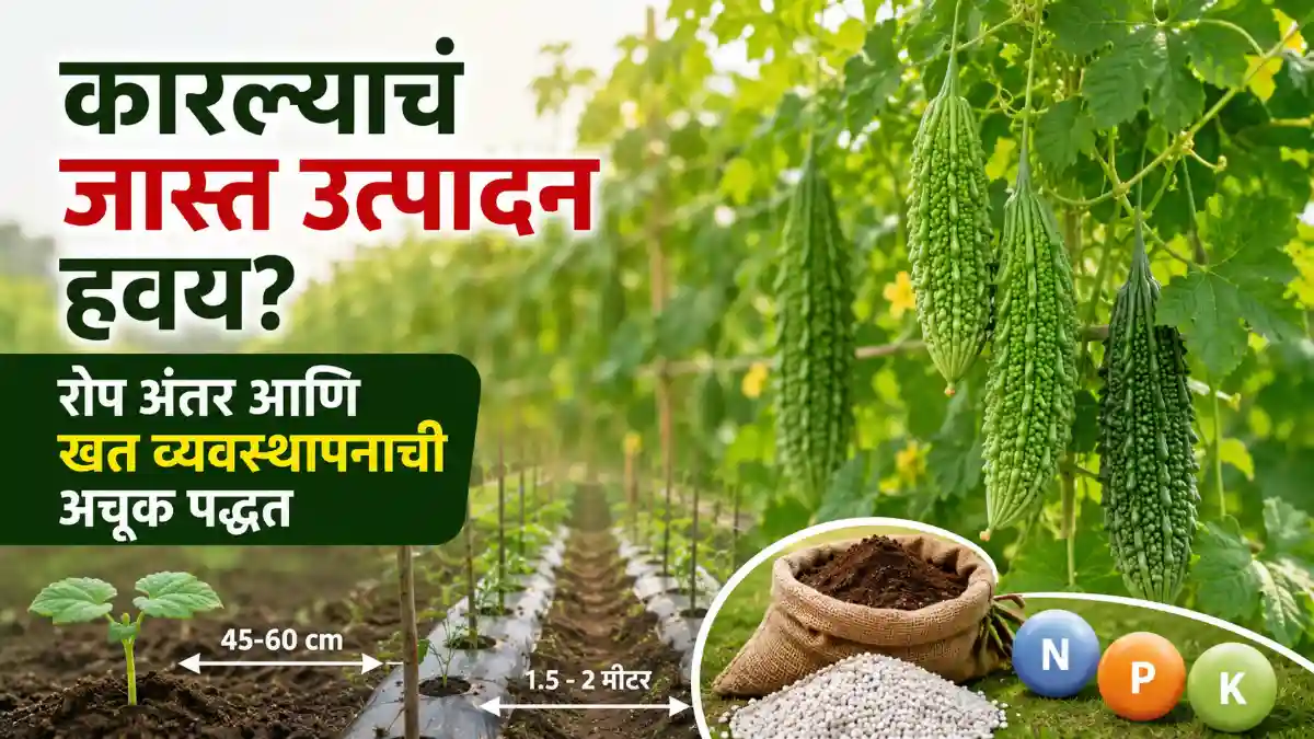 Bitter Gourd Cultivation