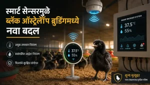 Black Australorp Poultry Farming