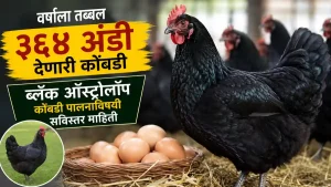 Black Australorp Poultry Farming