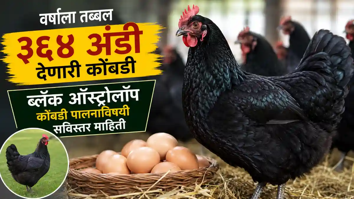 Black Australorp Poultry Farming