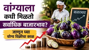Brinjal Market Price
