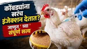 Broiler Chicken Injection Myth