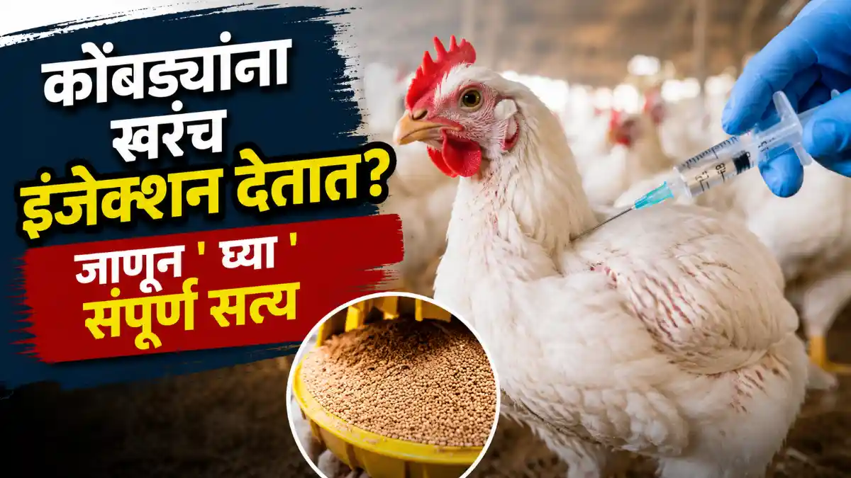 Broiler Chicken Injection Myth