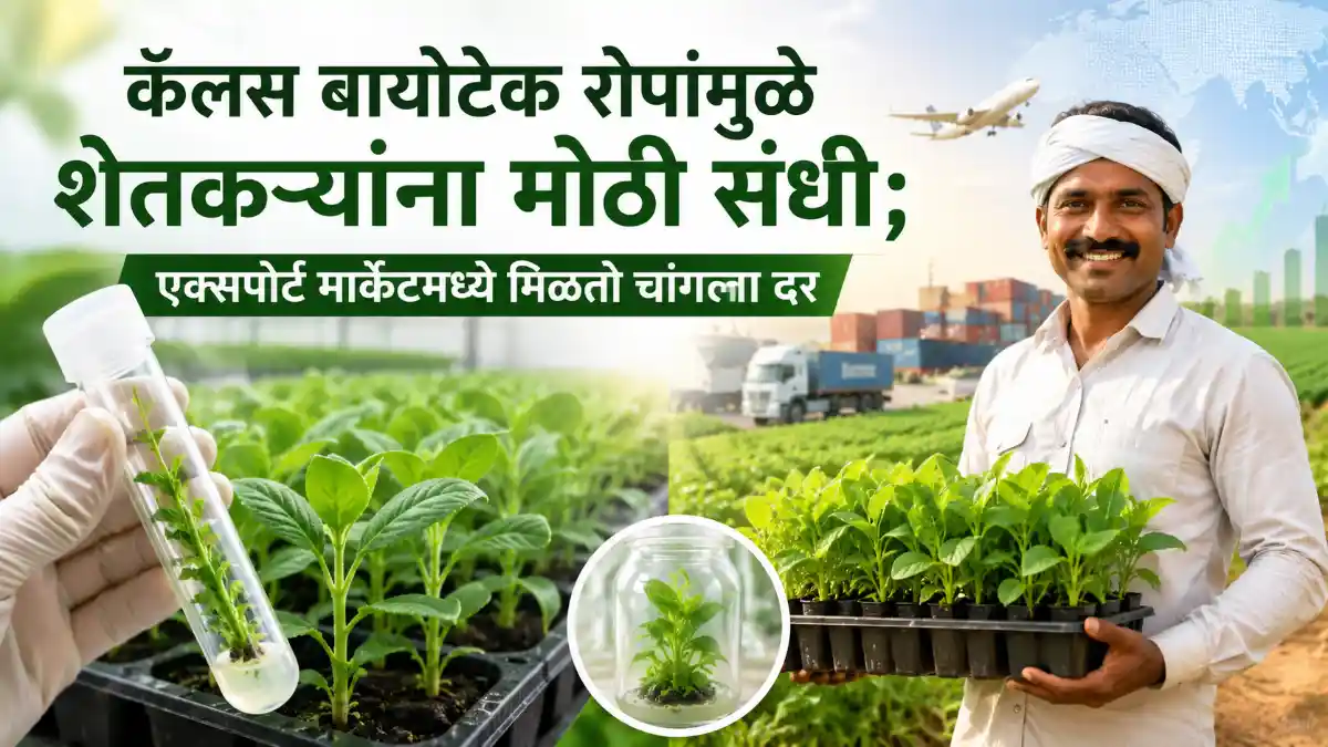 Callus Biotech Plants