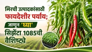 Chilli Farming Syngenta 1085
