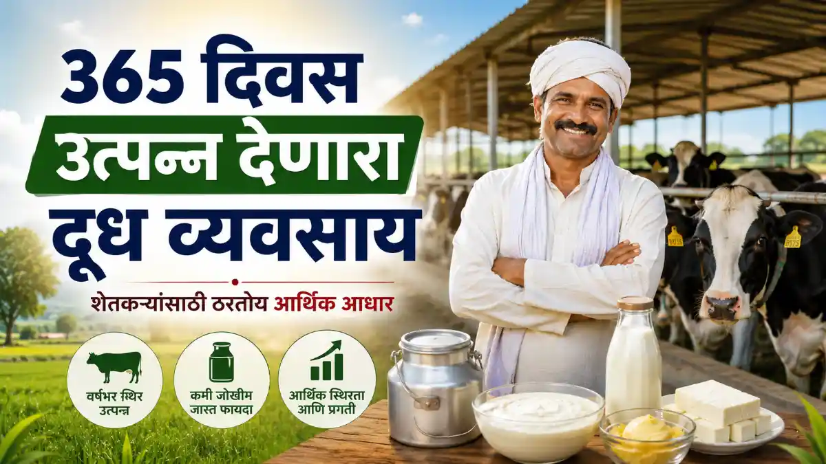 Dairy Farming 365 Days