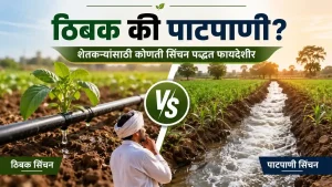 Drip Irrigation and Flood Irrigation