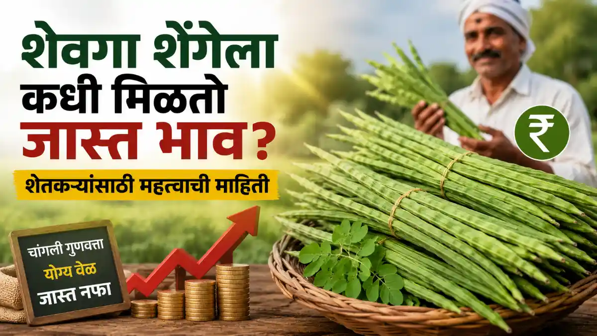 Drumstick Price Market