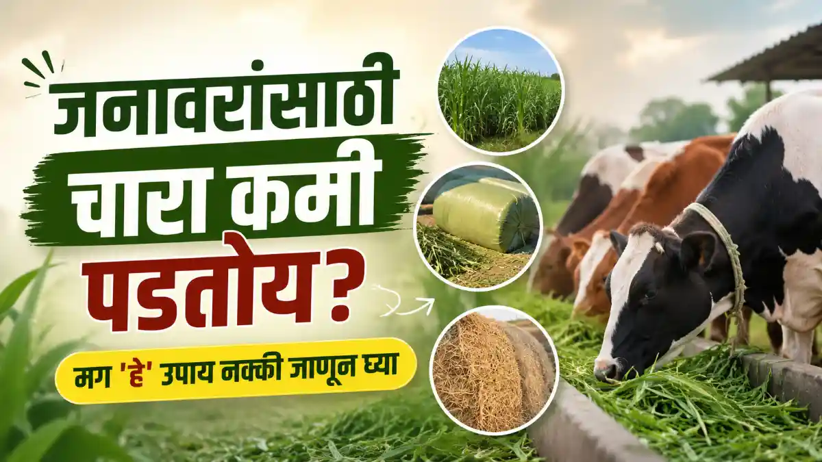Fodder Management