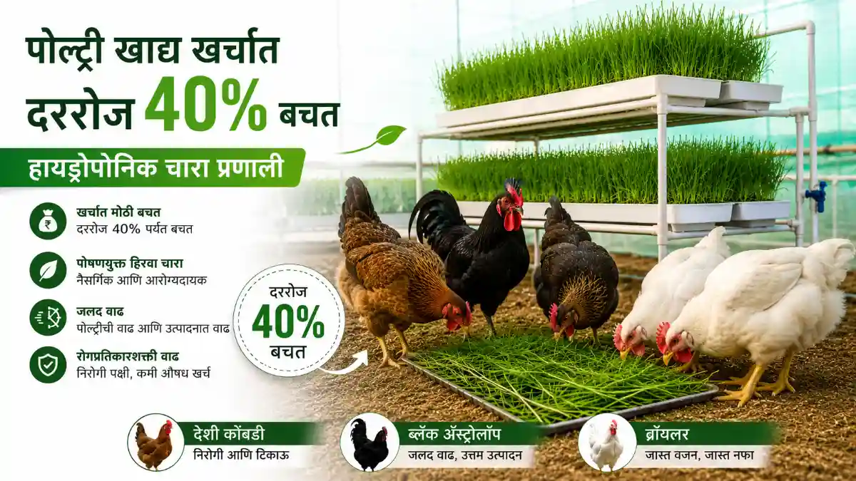 Hydroponic Fodder