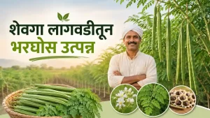 Moringa Farming