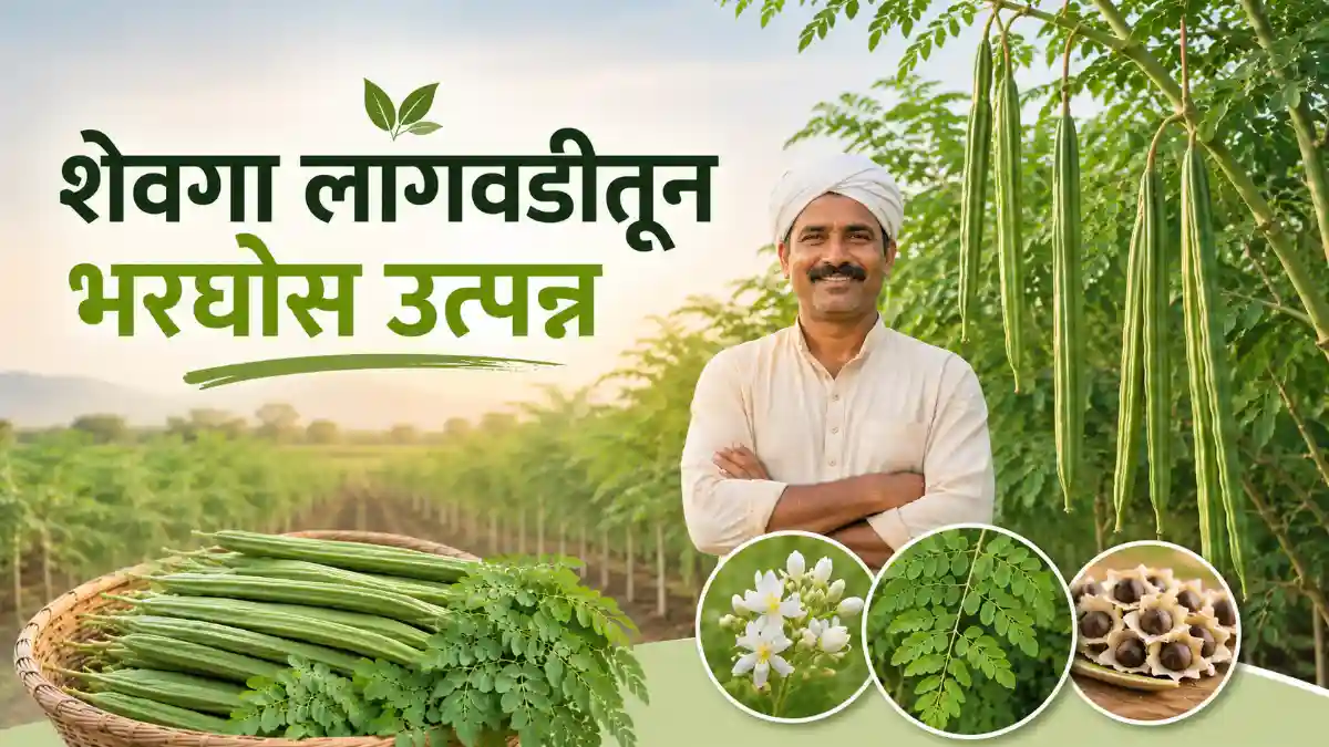 Moringa Farming
