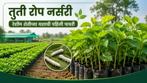 Mulberry Nursery