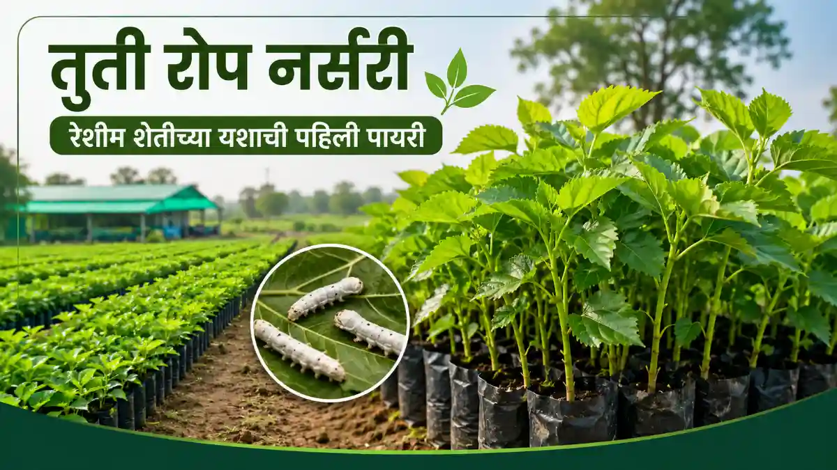 Mulberry Nursery