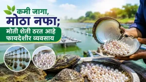 Pearl Farming