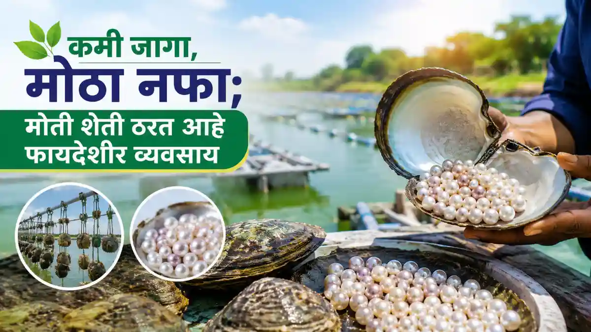 Pearl Farming