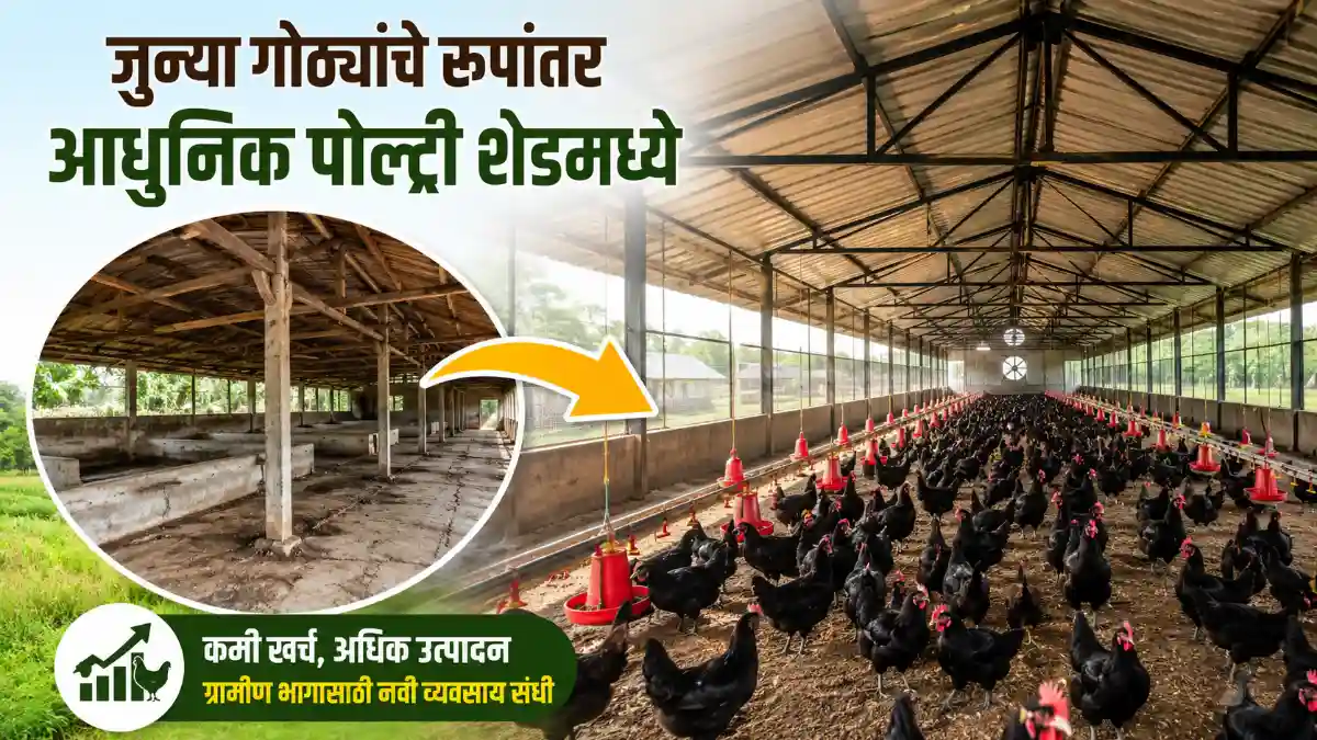 Poultry Farming
