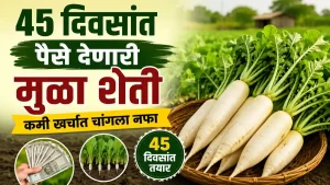 Radish farming