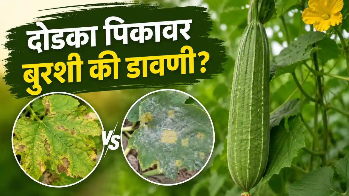 Ridge Gourd Downy Mildew Fungal Disease