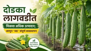 Ridge Gourd Farming