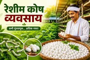Silkworm cocoon farming
