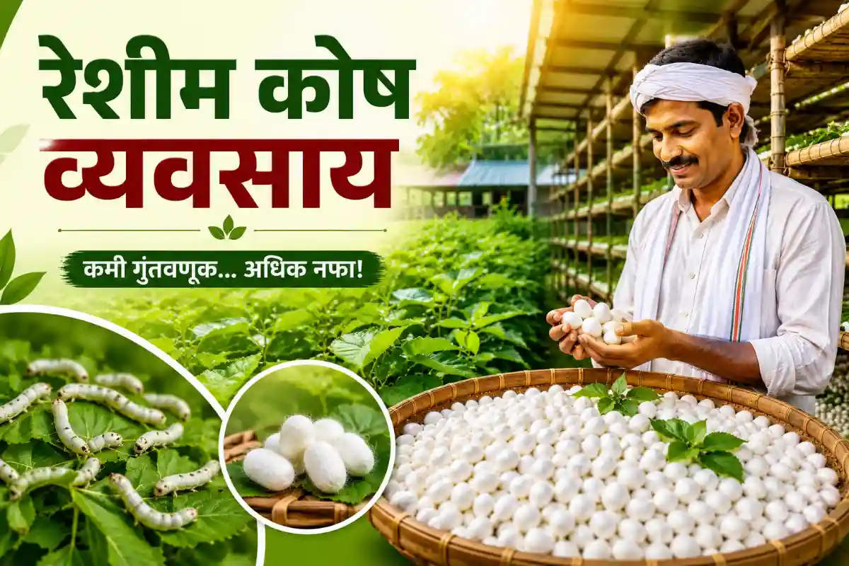 Silkworm cocoon farming