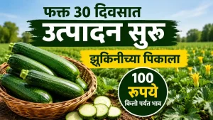 Zucchini Farming