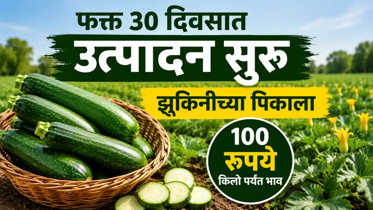 Zucchini Farming