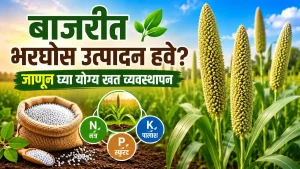 Bajra Farming Fertilizer Management