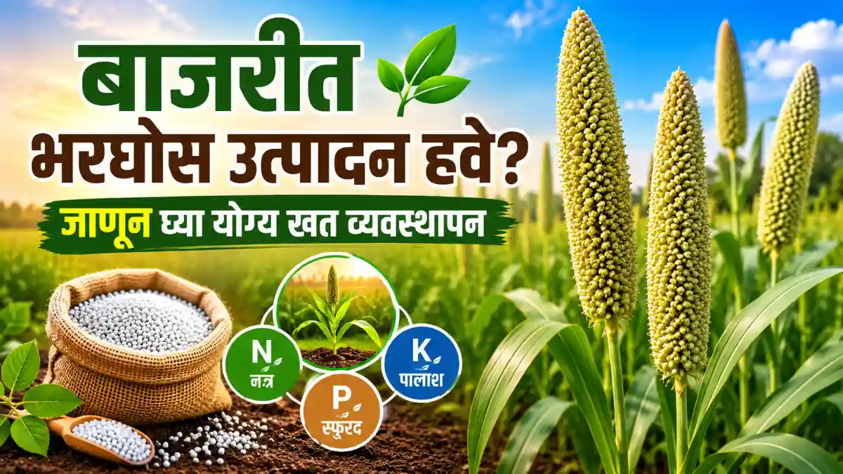 Bajra Farming Fertilizer Management