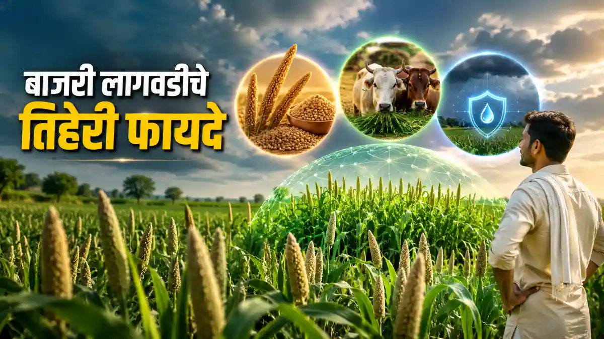 Bajra Farming Pearl Millet