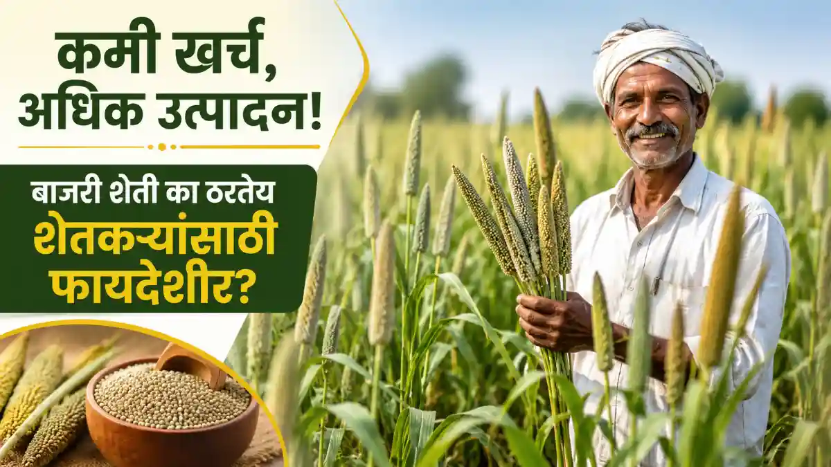 Bajra Farming