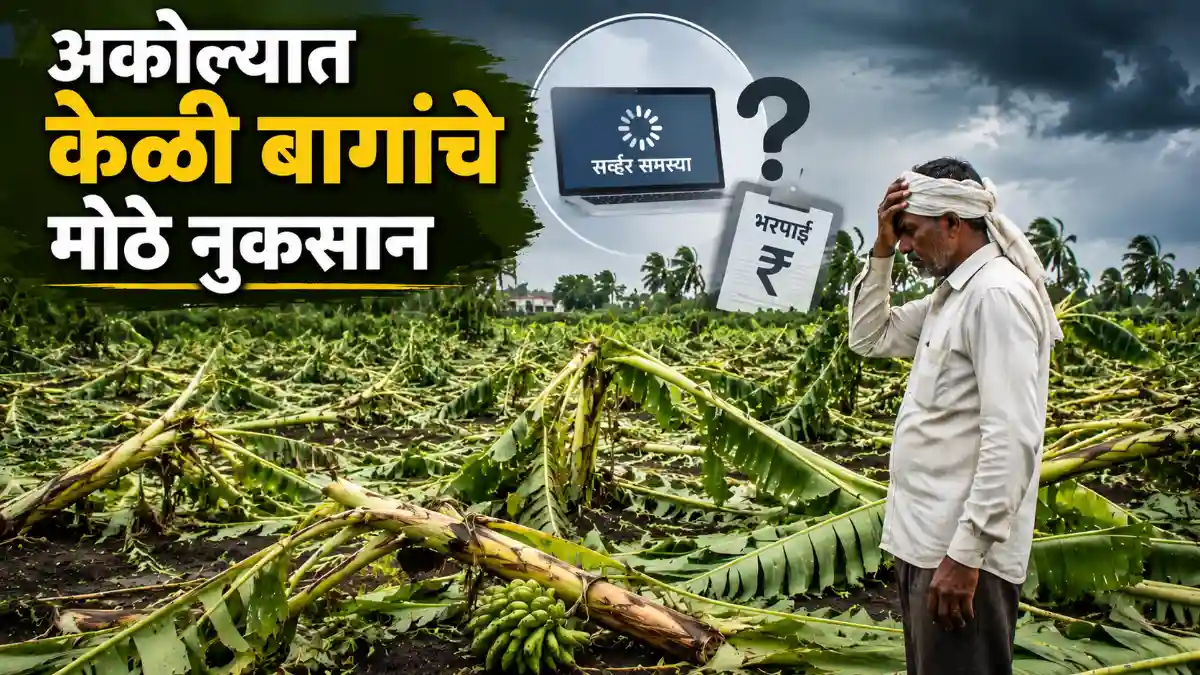 Banana Farmers Farm Losses