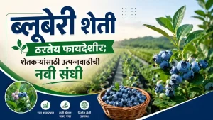 Blueberry Farming