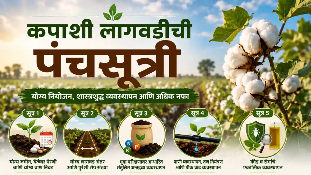 Cotton Cultivation Cotton Crop
