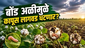 Cotton Farming Pink Bollworm