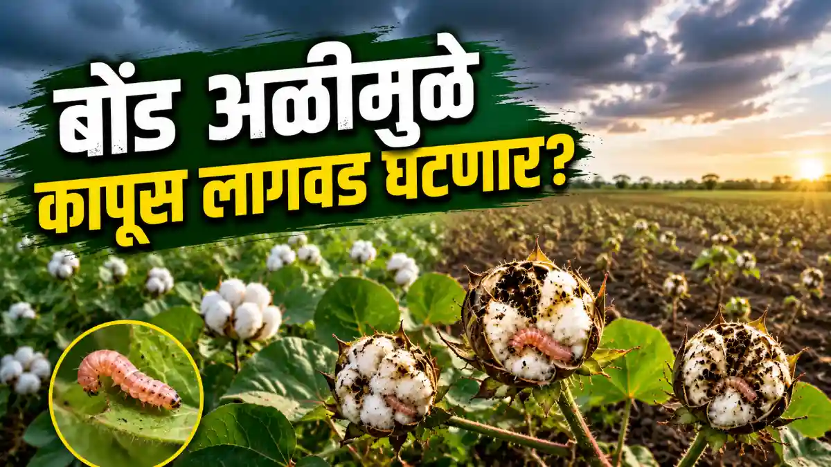 Cotton Farming Pink Bollworm