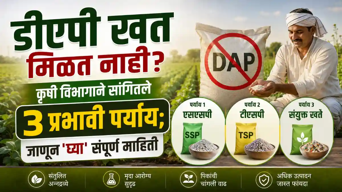 DAP Fertilizer