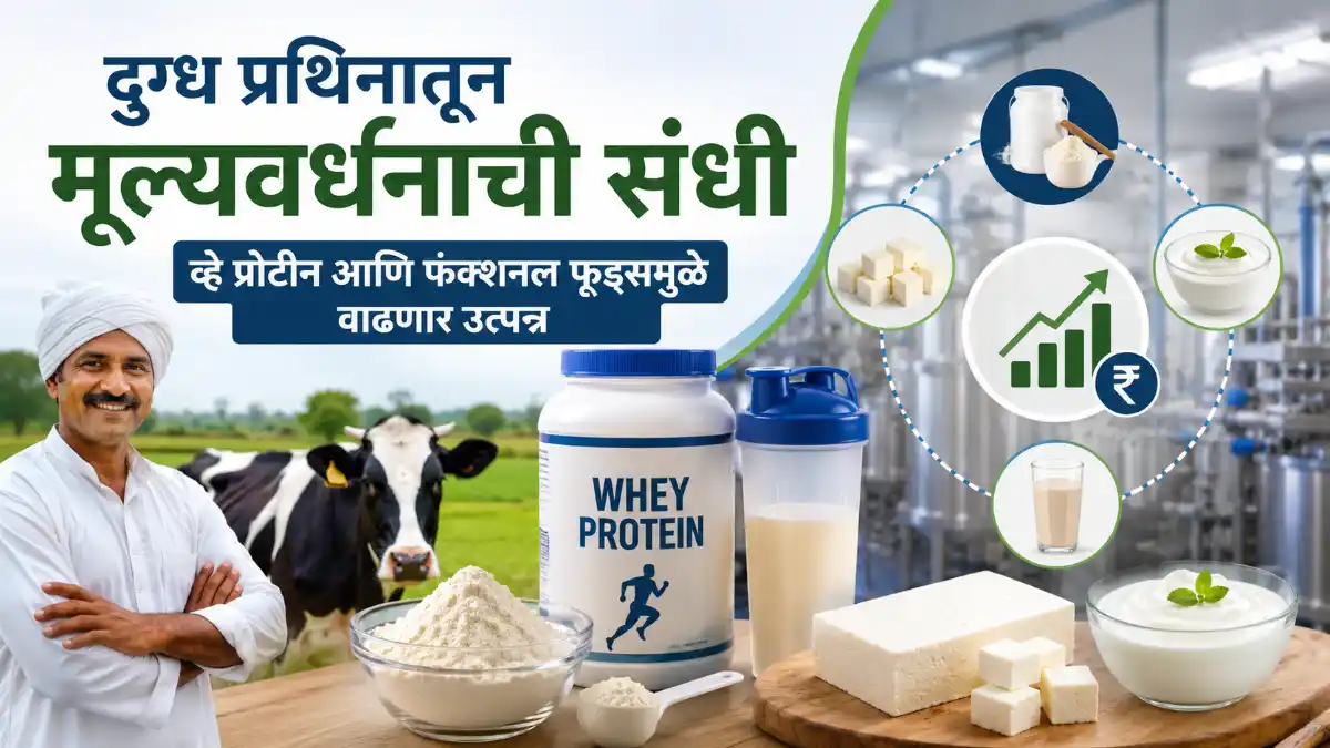 Dairy Entrepreneurship Milk Protein