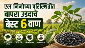El Nino Black Gram Urad Crop