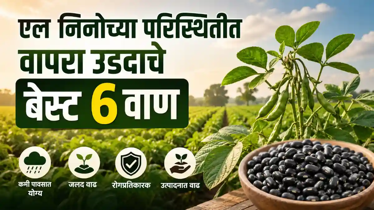 El Nino Black Gram Urad Crop
