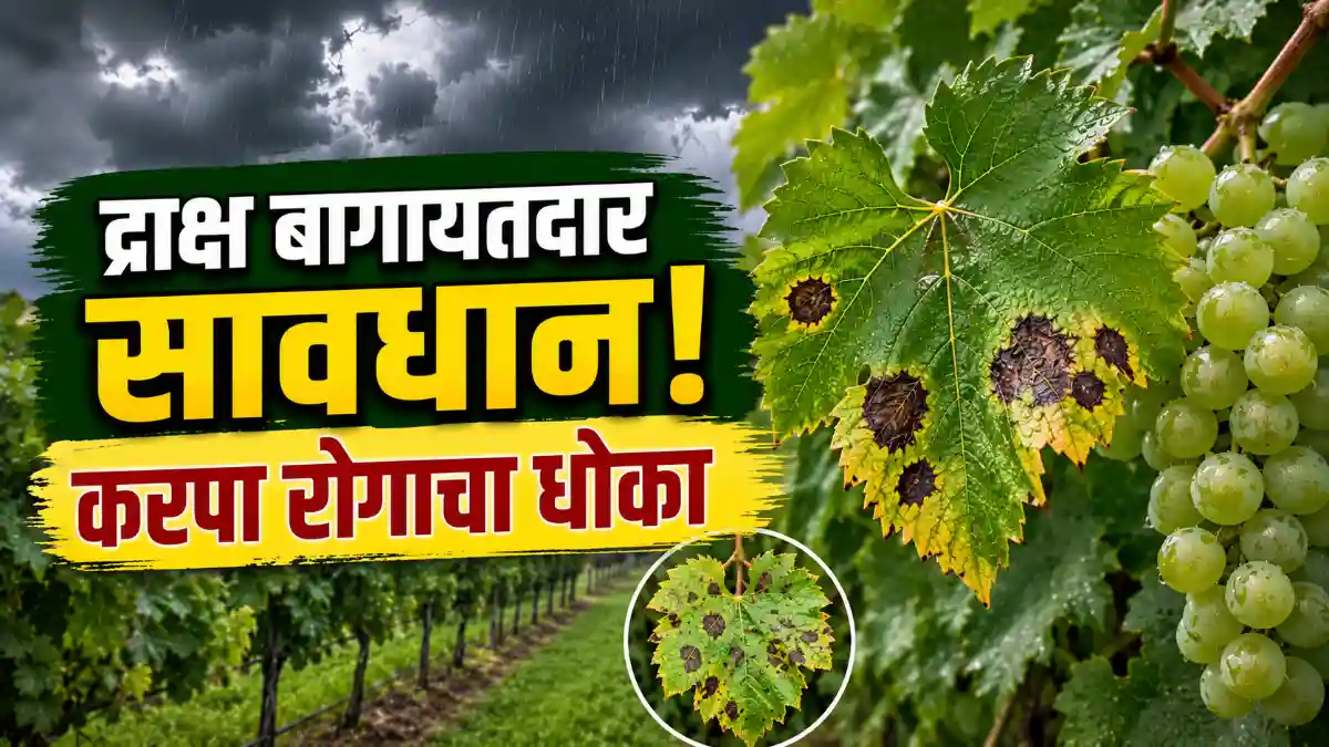Grape Farming Blight Disease